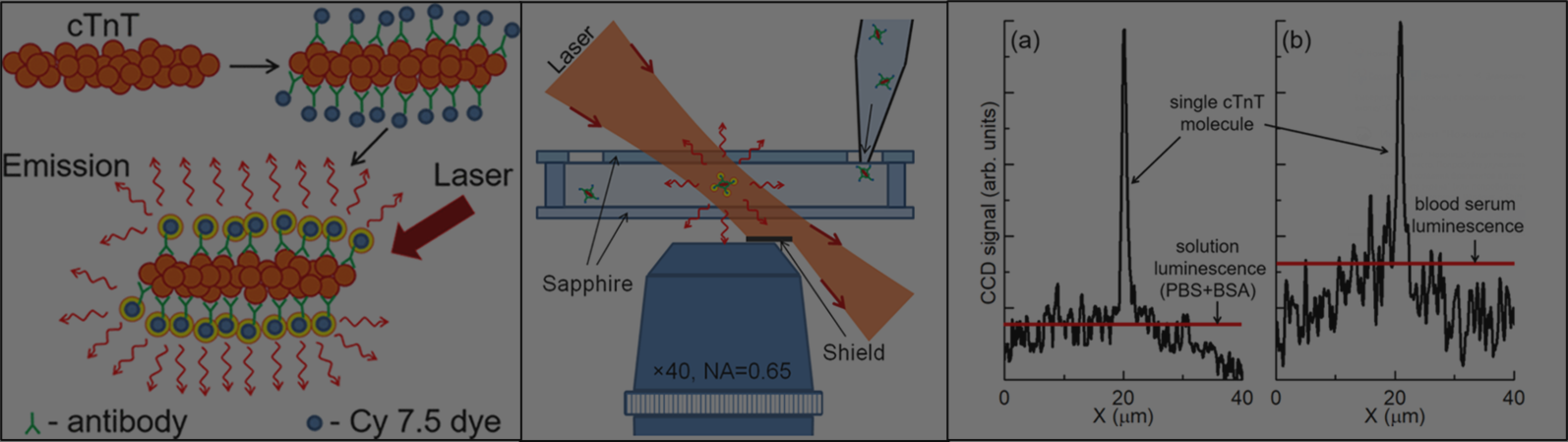 Publication: Real-time detection of single cardiac troponin-T (cTnT) molecules